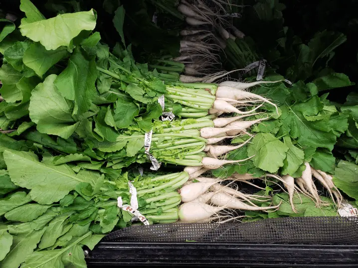 Korean Radish
